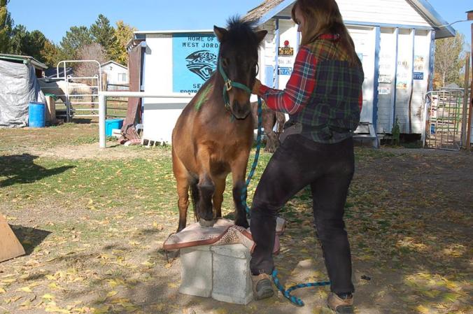 Any horse, large or small, can be taught to do tricks -- such as the miniature Poochie here.  (Photo by John G. Miller)